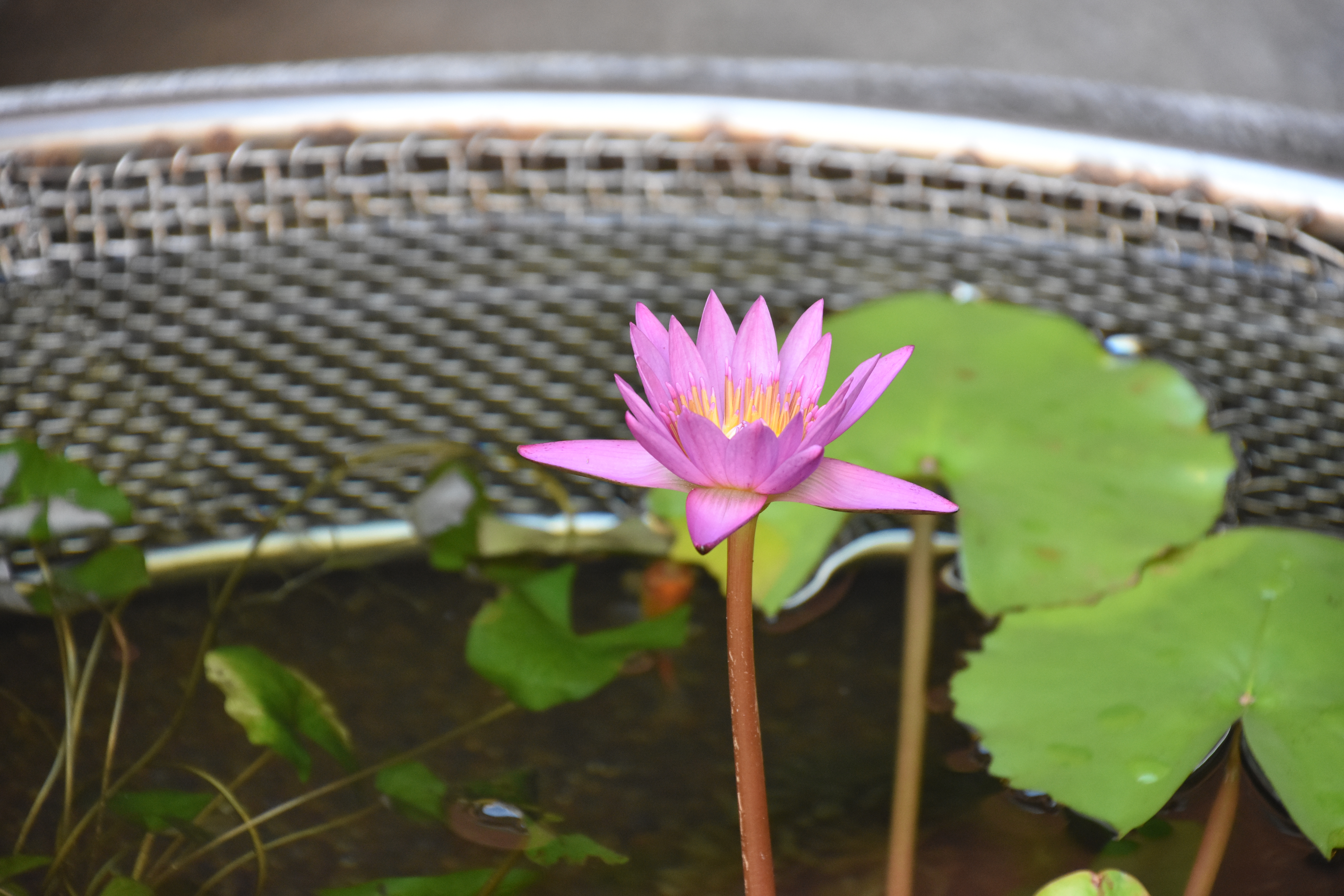 DSC_2708.JPG